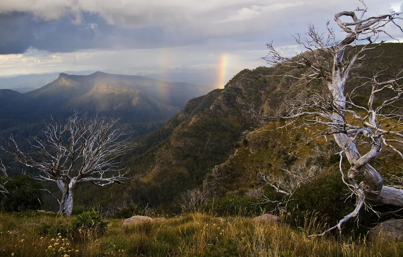 Photo wallpaper trees, landscape, mountains