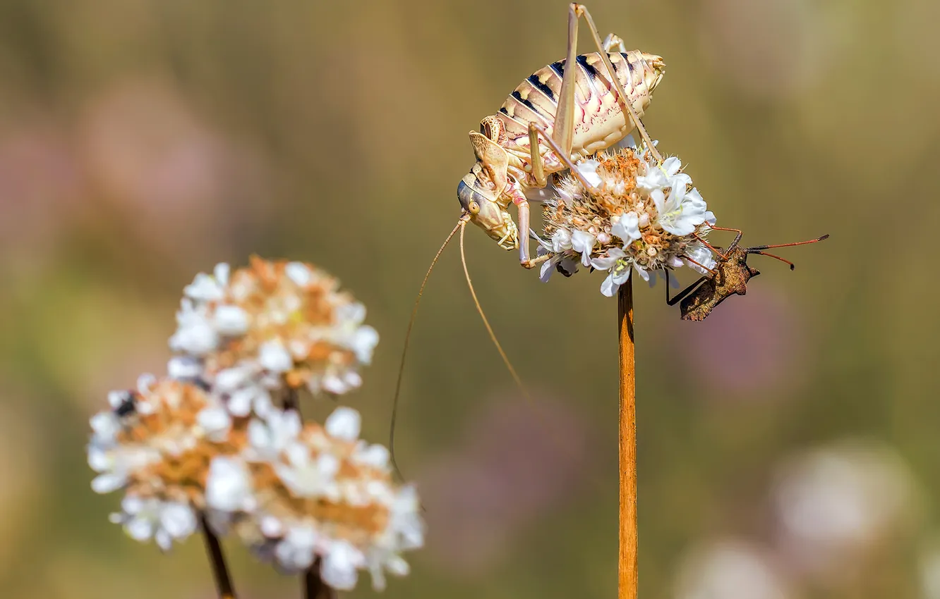 Photo wallpaper flowers, nature, plant, insect