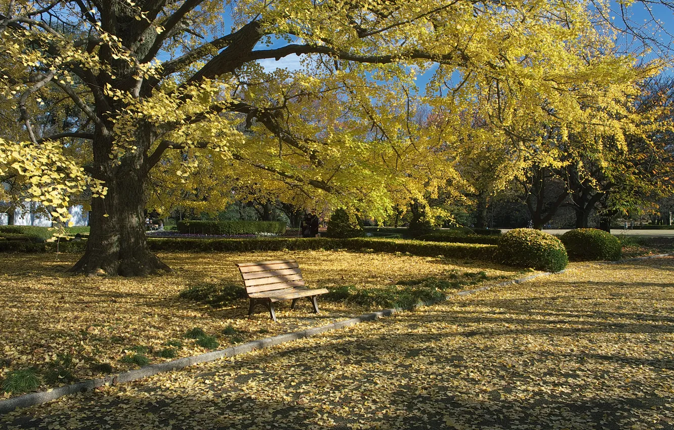 Photo wallpaper autumn, grass, leaves, Park, tree, bench