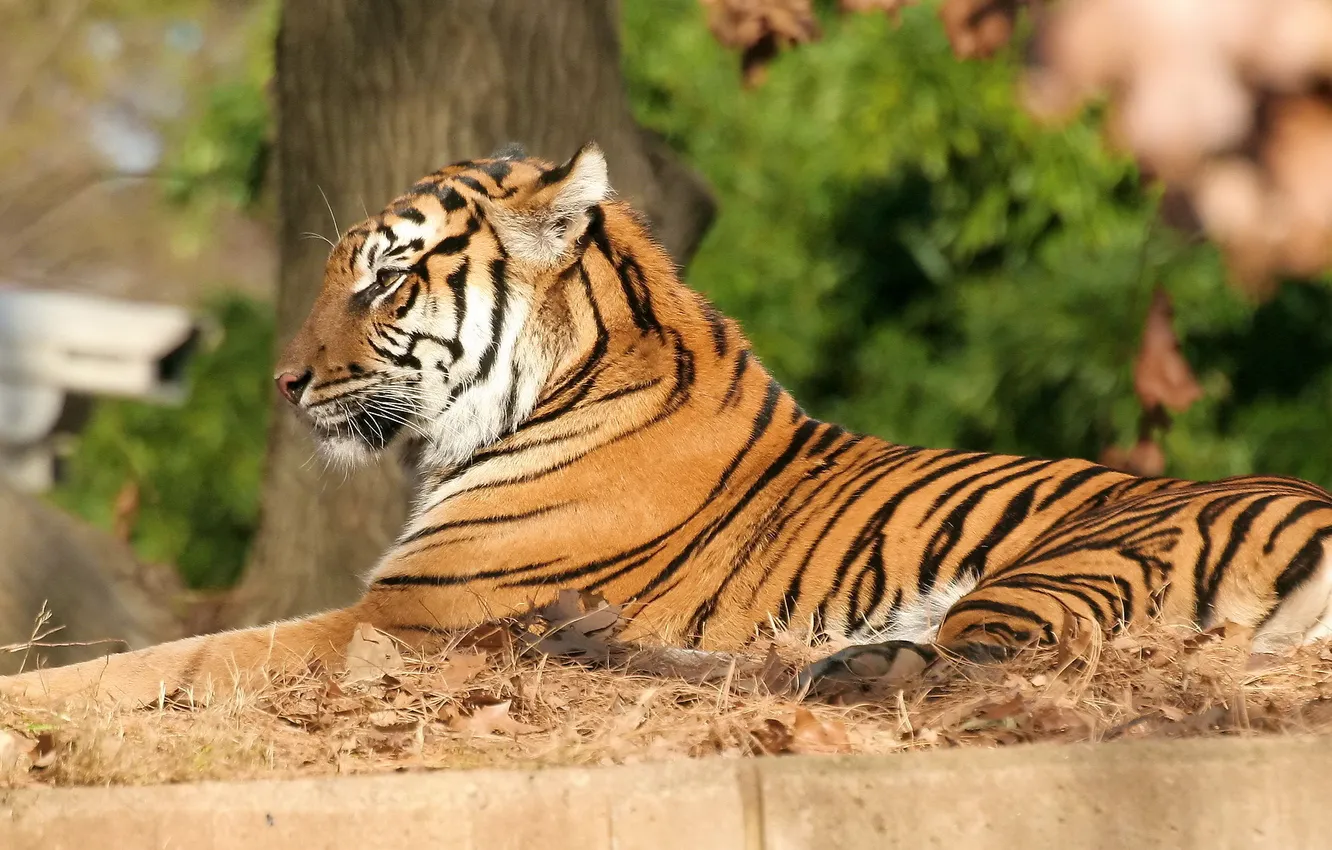Photo wallpaper tiger, stay, grace, tabby cat
