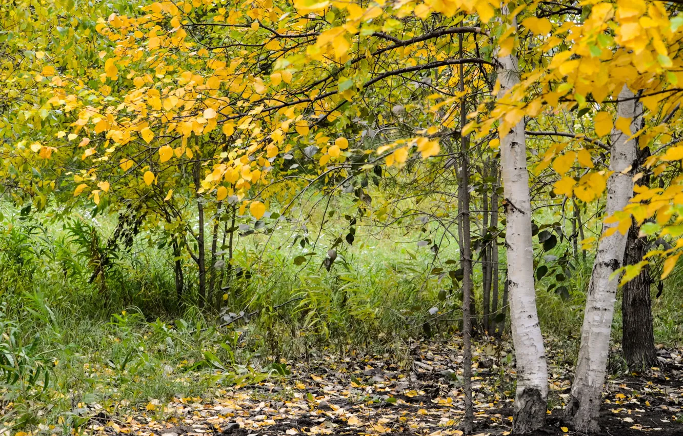 Photo wallpaper autumn, nature, birch