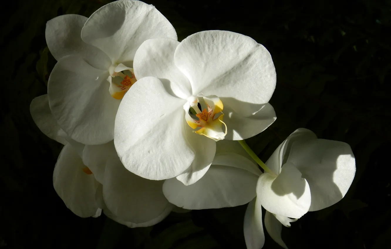 Photo wallpaper flowers, widescreen, Wallpaper, shadow, wallpaper, Orchid, widescreen, background