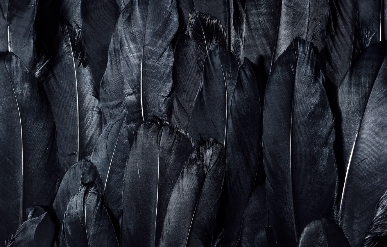 Photo wallpaper dark, black, feathers, textures, black wallpaper, 4k ultra hd background, black feathers