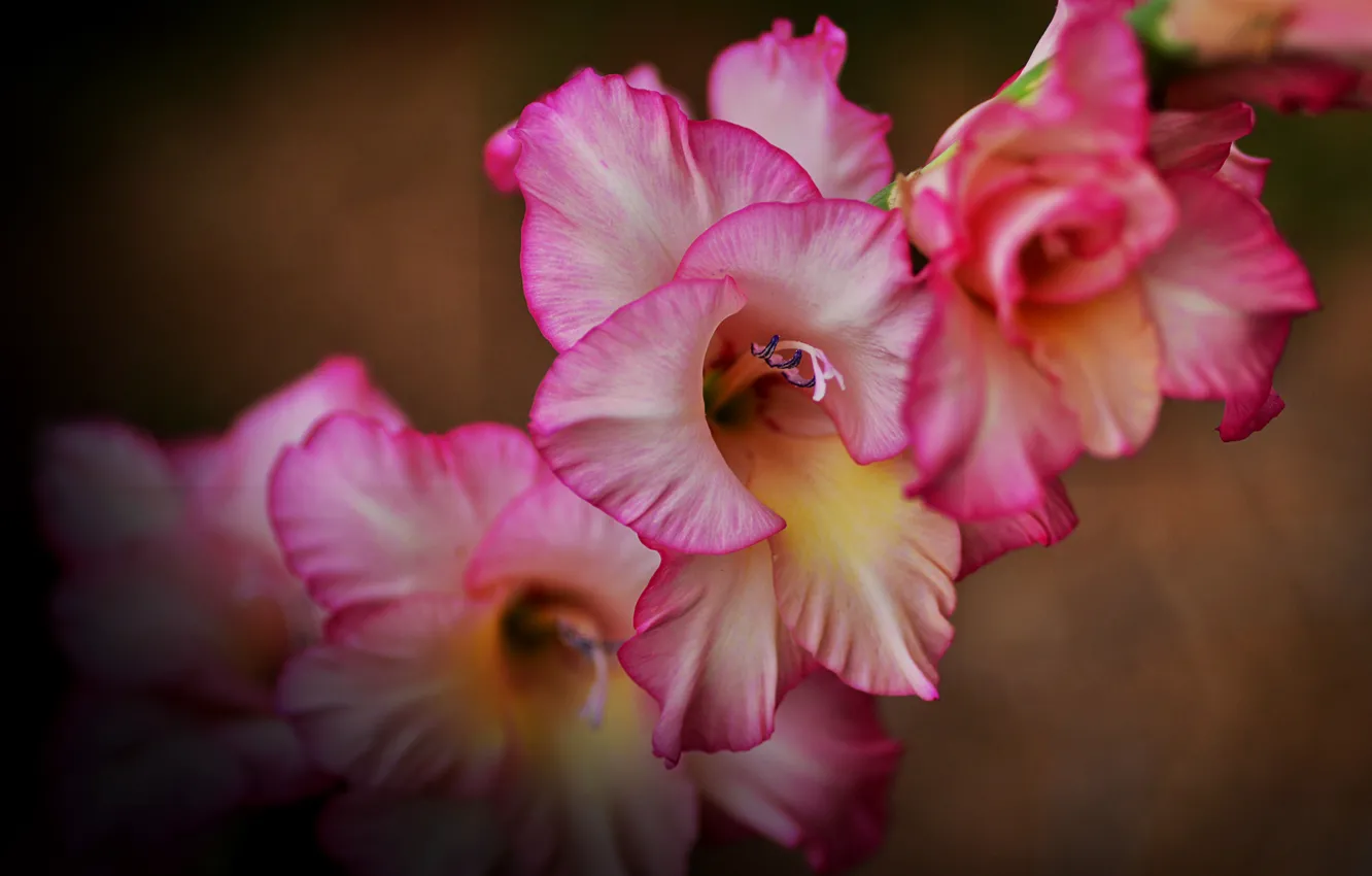 Photo wallpaper macro, gladiolus, gladiolus