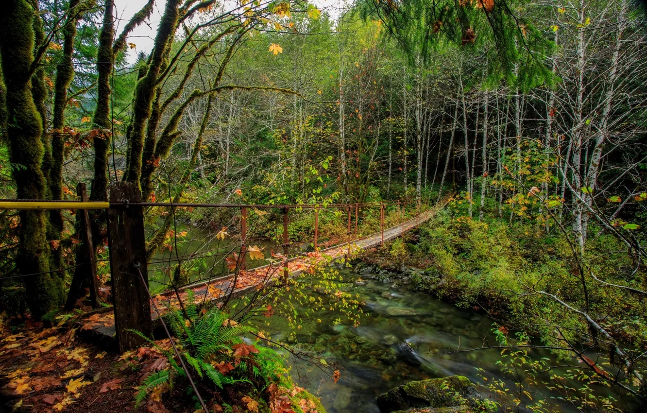 Photo wallpaper autumn, forest, trees, bridge, stones, Canada, river, the bushes