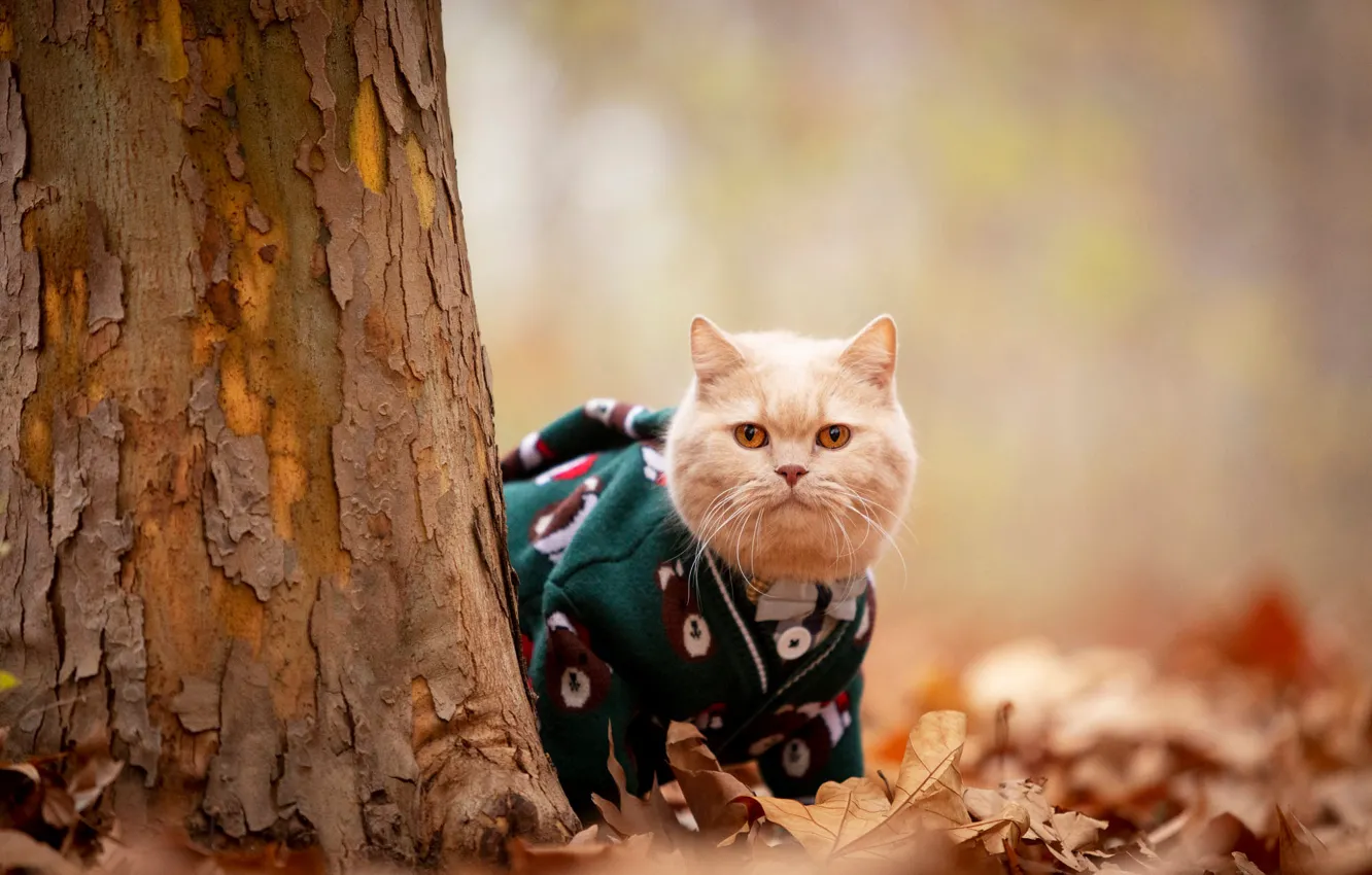 Photo wallpaper autumn, cat, cat, look, trees, pose, Park, foliage