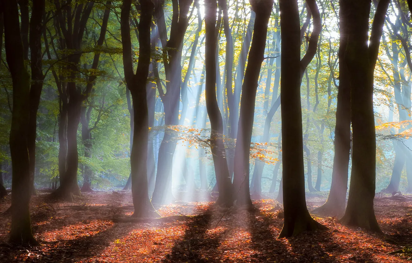 Photo wallpaper autumn, forest, the sun, rays, light, trees, branches, fog