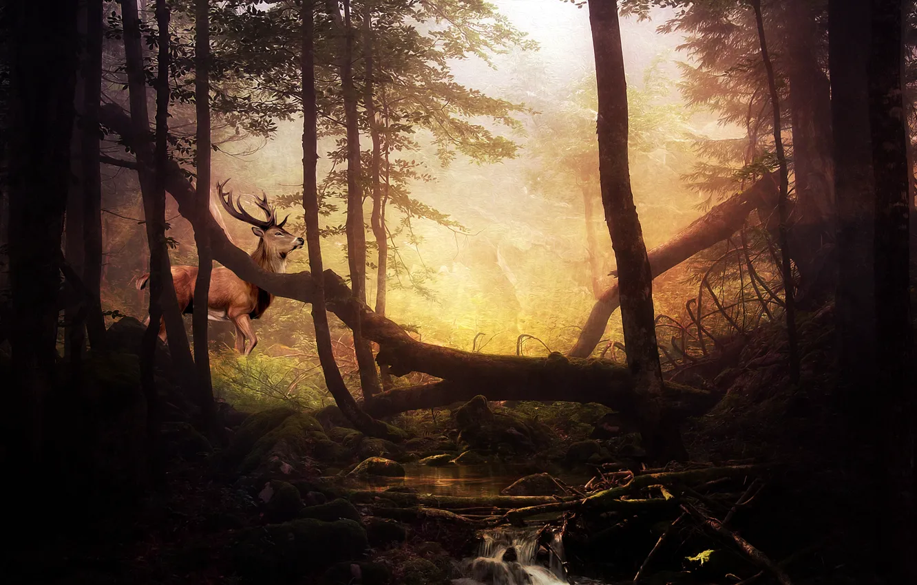 Photo wallpaper forest, trees, stream, stones, moss, deer