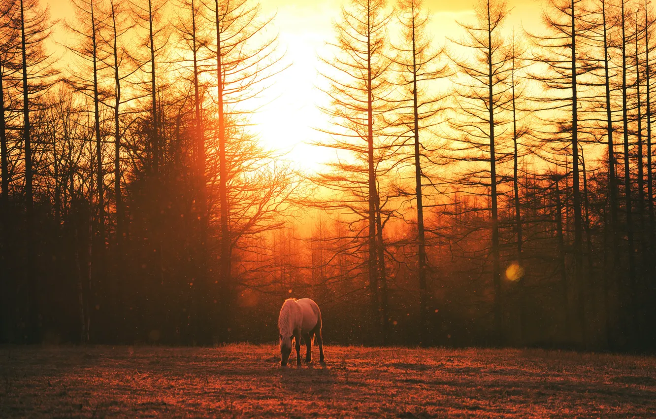 Photo wallpaper field, forest, the sun, light, trees, sunset, fog, horse