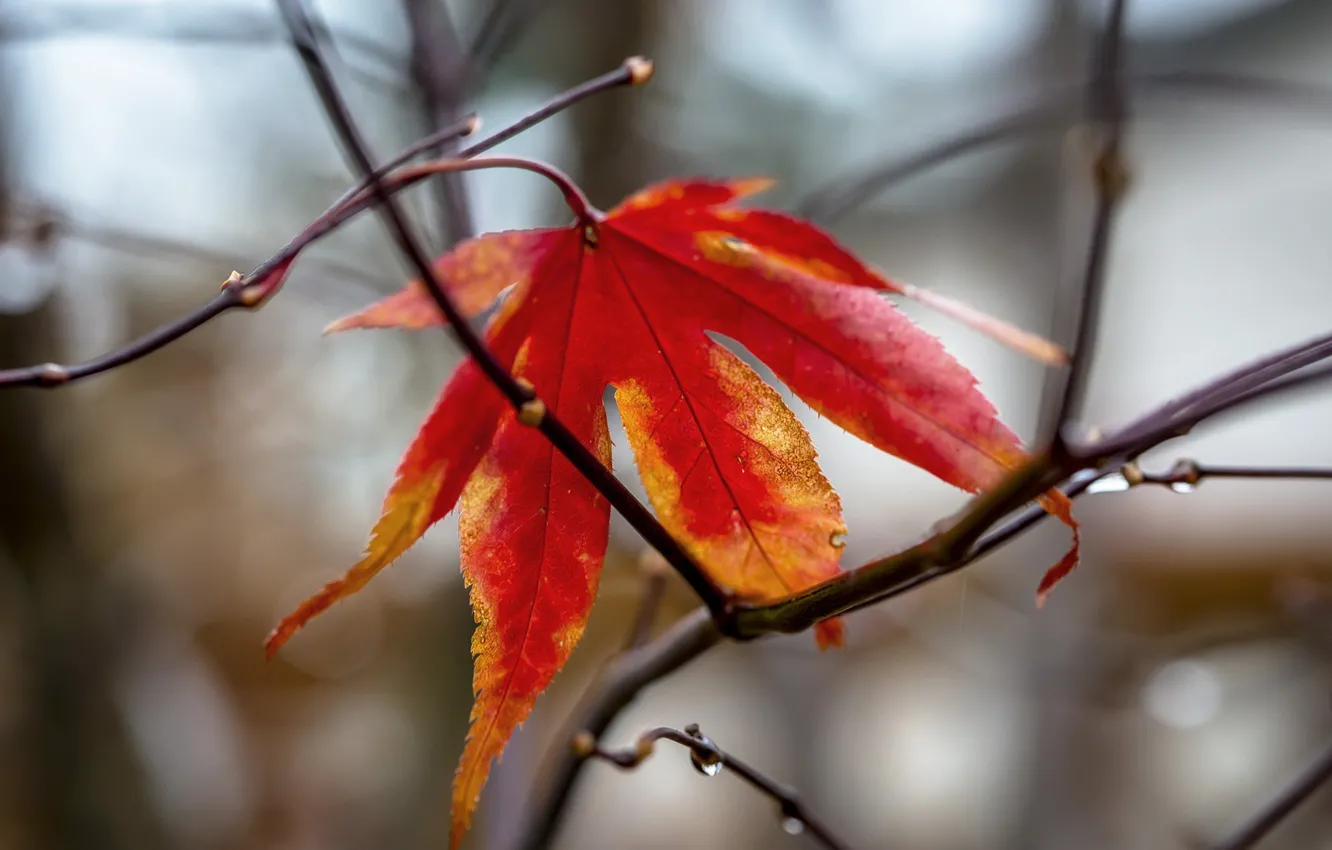 Photo wallpaper autumn, leaves, nature