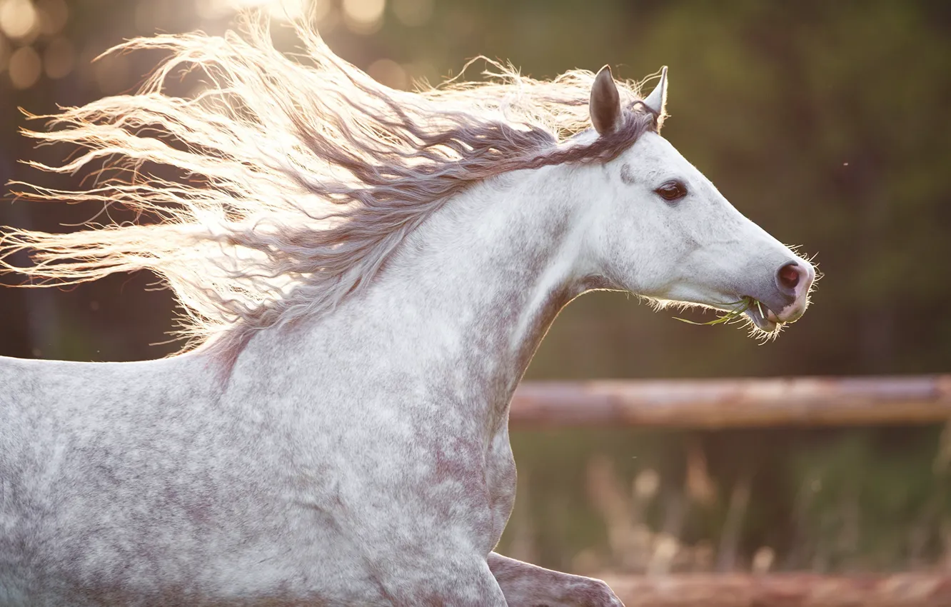 Photo wallpaper horse, horse, running, mane