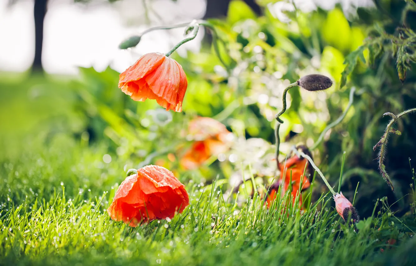 Photo wallpaper nature, background, Maki