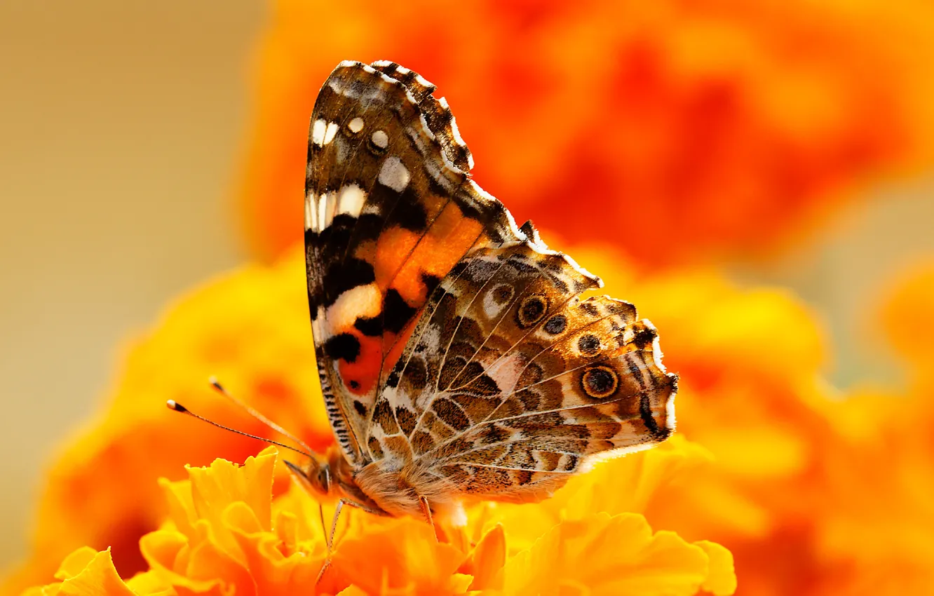 Photo wallpaper flowers, butterfly, paint, insect, moth