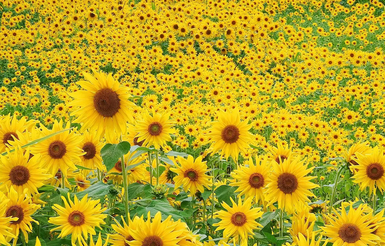 Photo wallpaper greens, field, summer, sunflowers, flowers, mood