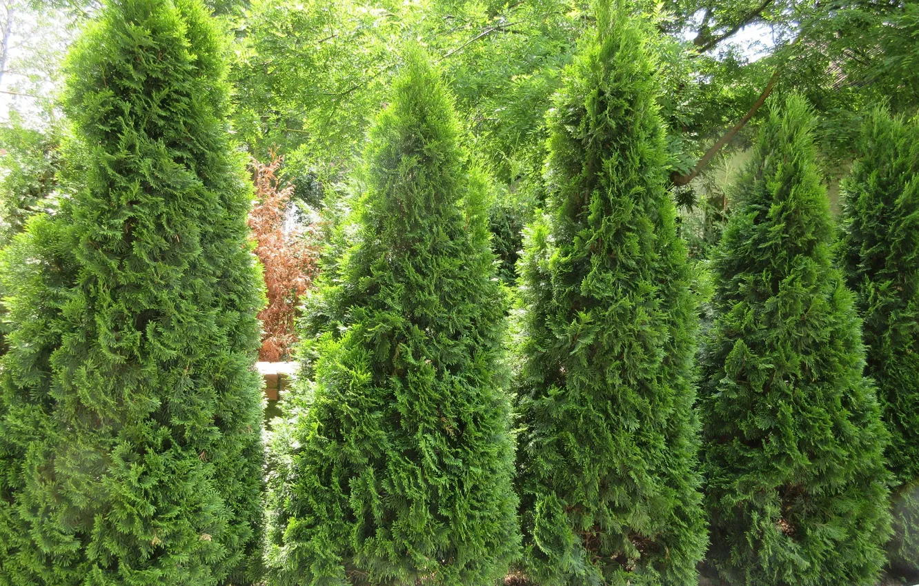 Photo wallpaper nature, Park, the bushes, Meduzanol ©