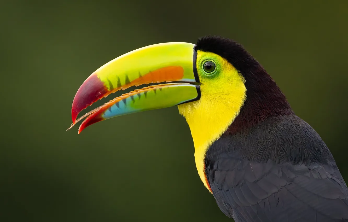Photo wallpaper background, bird, Toucan