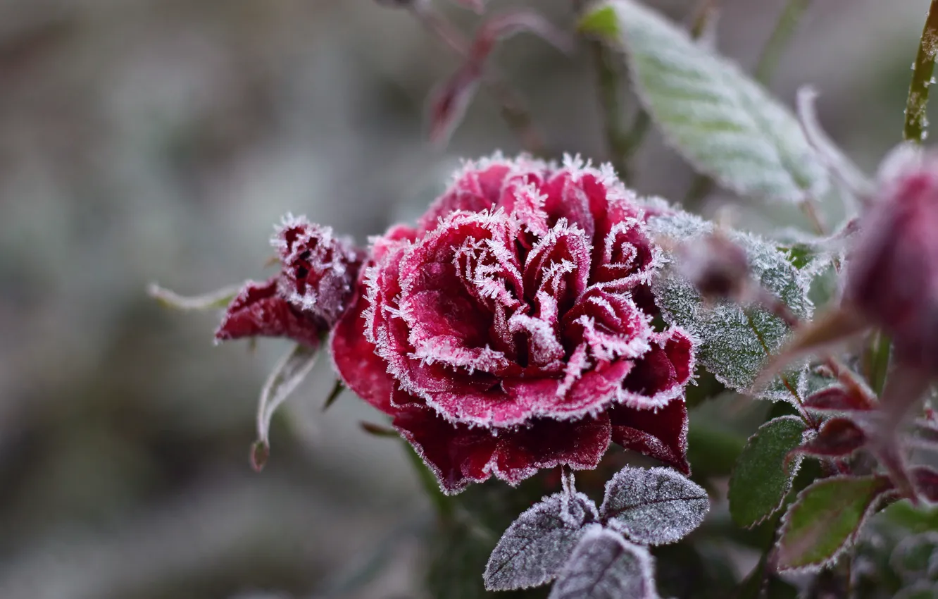 Photo wallpaper cold, frost, flowers, snowflakes, red, roses, frost, crystals