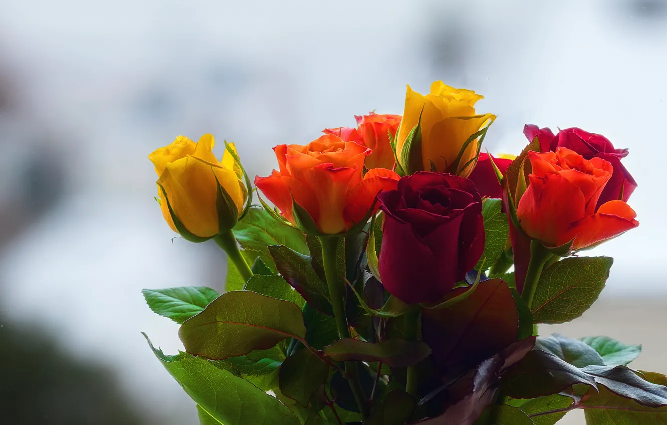 Photo wallpaper background, roses, bouquet, buds