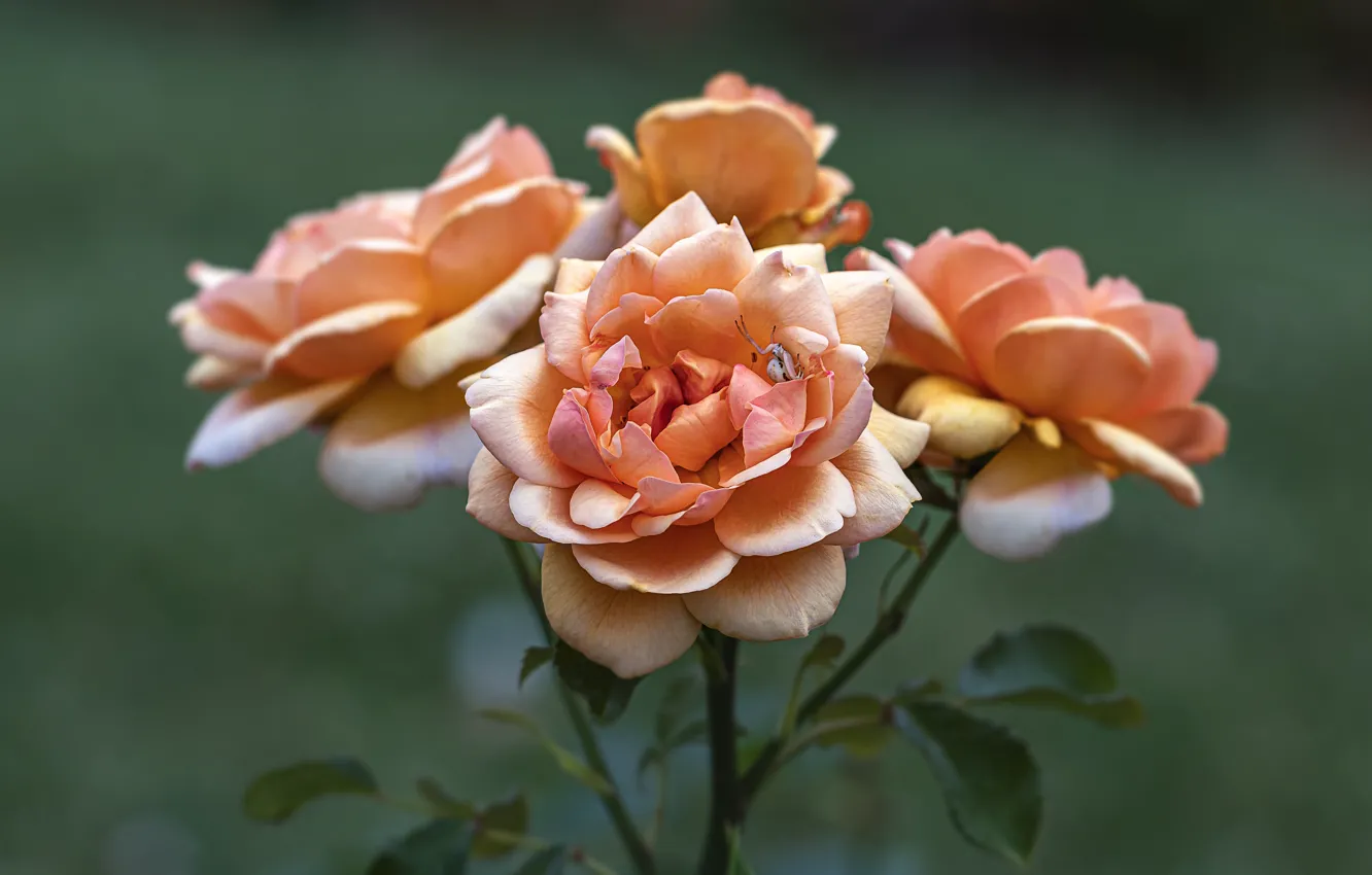 Photo wallpaper flowers, orange, branches, background, roses, spider, the bushes