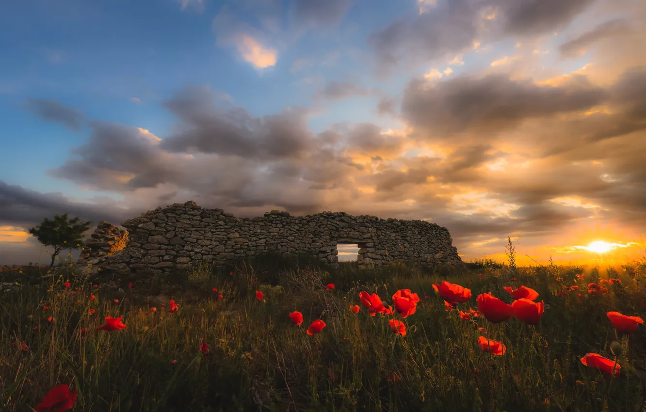 Photo wallpaper field, summer, the sun, clouds, light, sunset, flowers, stones