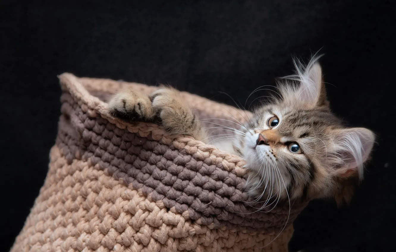 Photo wallpaper cat, muzzle, the dark background, Siberian cat
