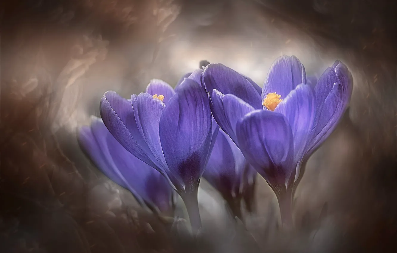 Photo wallpaper purple, flowers, spring, crocuses, lilac, art processing