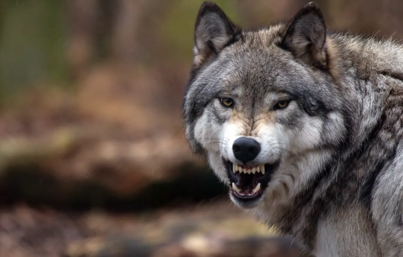 Photo wallpaper forest, nature, wolf, grin