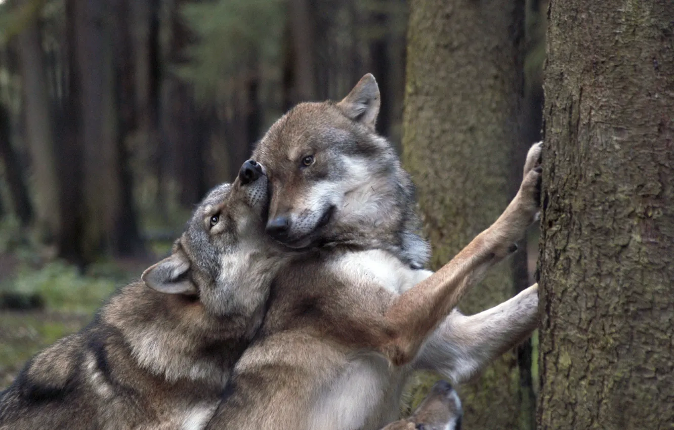 Photo wallpaper Trees, Forest, Wolves, Playfulness