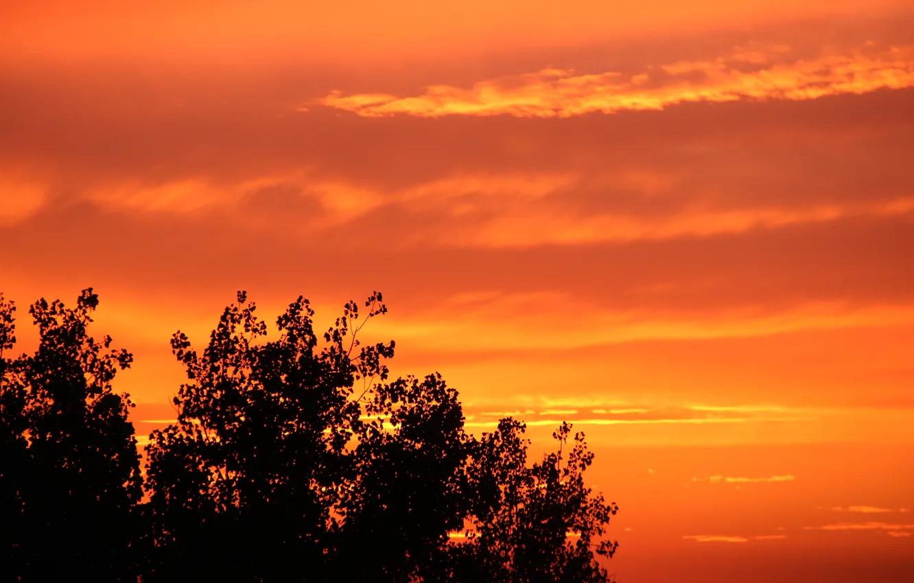 Photo wallpaper summer, the sky, clouds, sunset, orange, Golden sunset