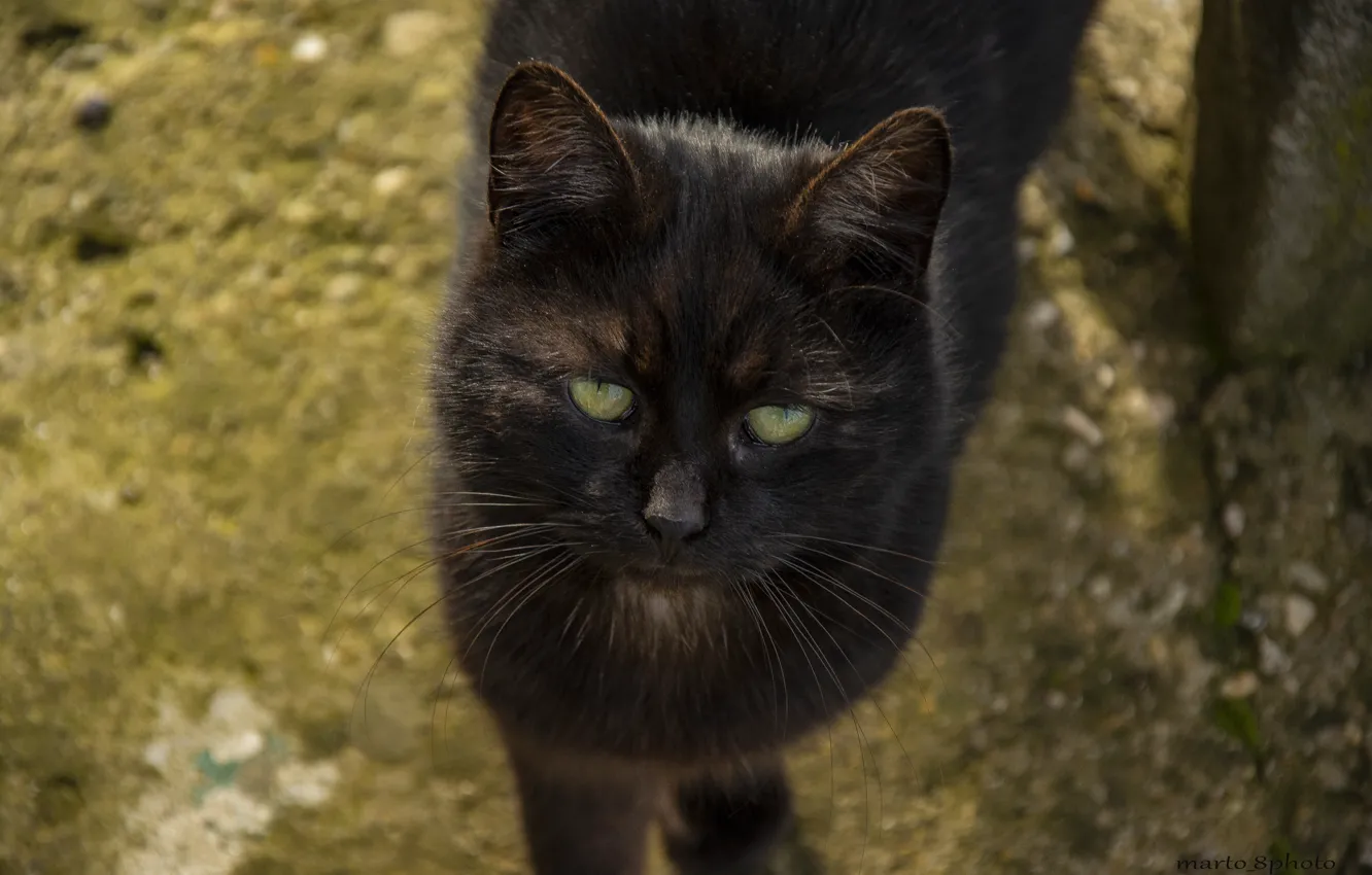 Photo wallpaper cat, animal, black cat, animal beauty, cat face