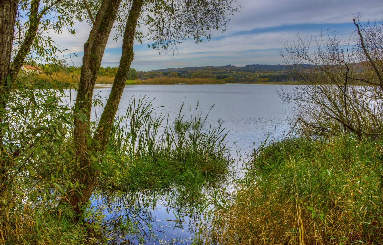 Photo wallpaper trees, shore, Germany, the bushes, Elm