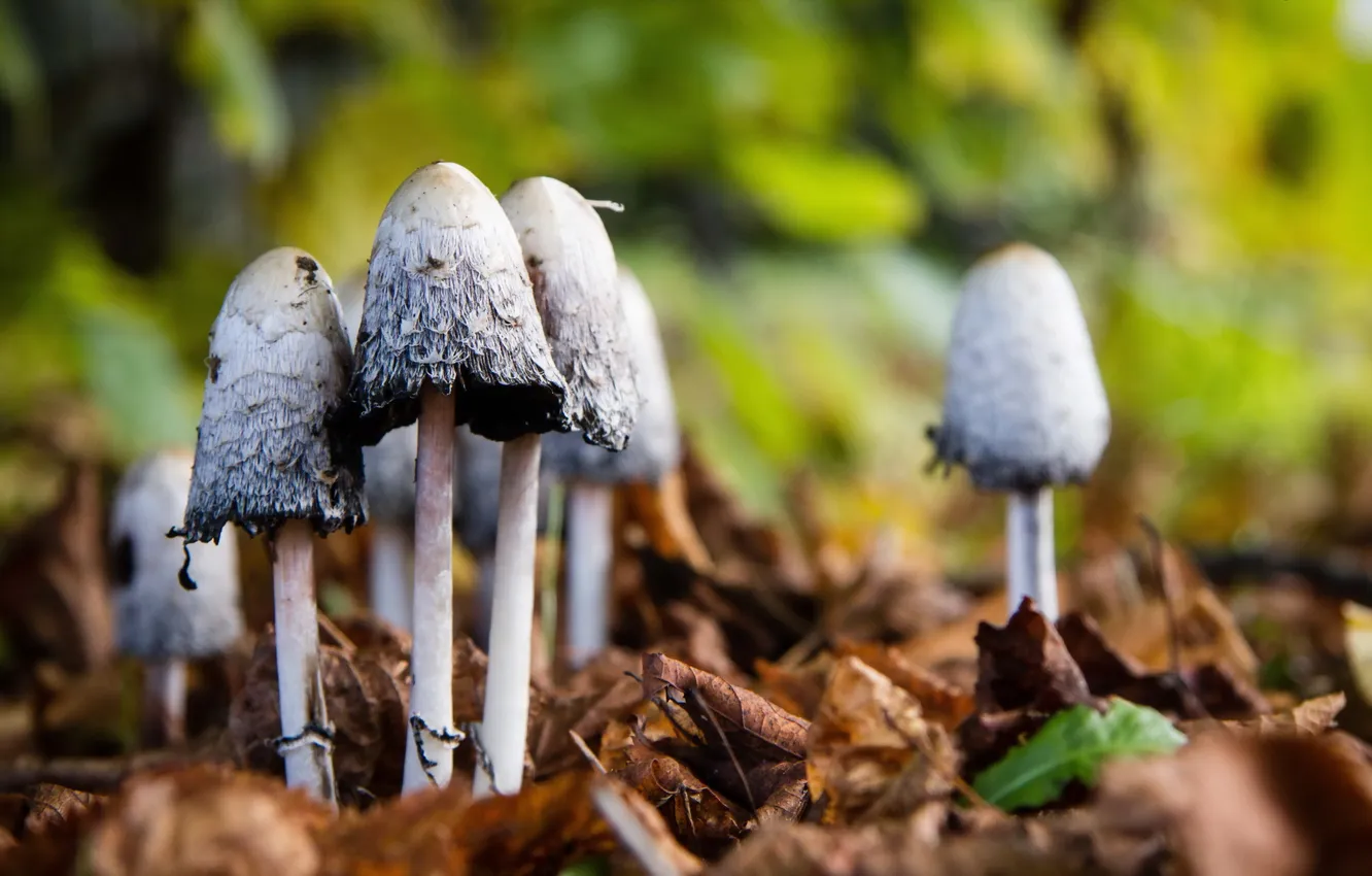 Photo wallpaper forest, nature, mushrooms
