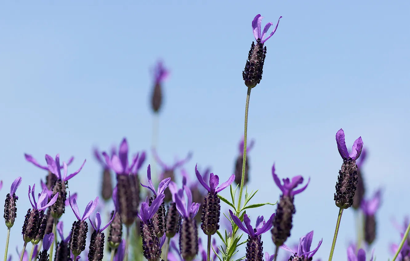 Photo wallpaper the sky, field, lavender, lilac