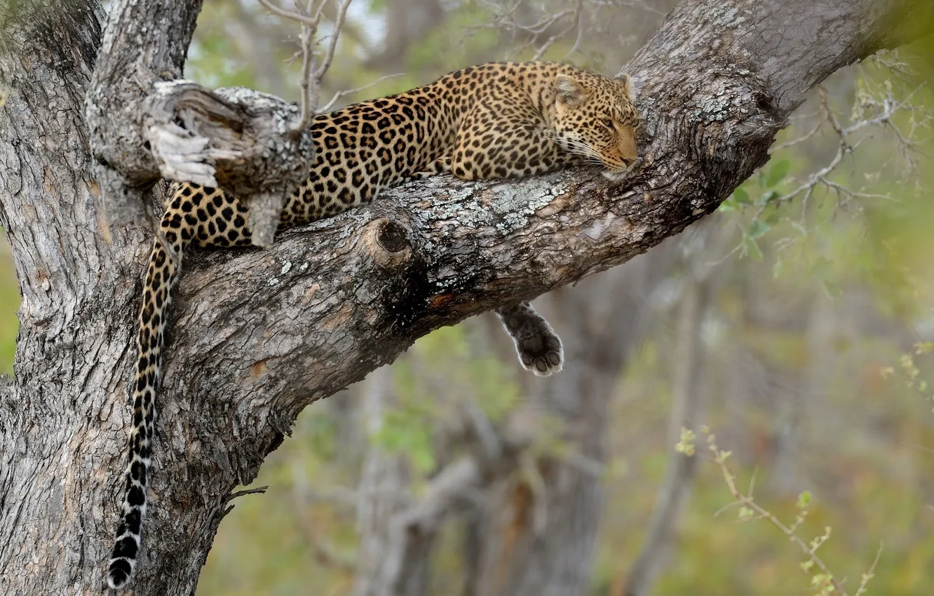 Photo wallpaper tree, stay, leopard, tail, wild cat
