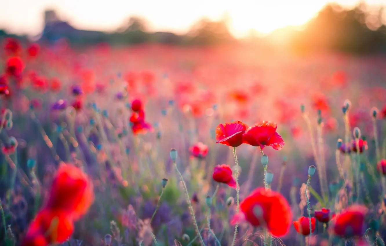 Photo wallpaper summer, sunset, Maki