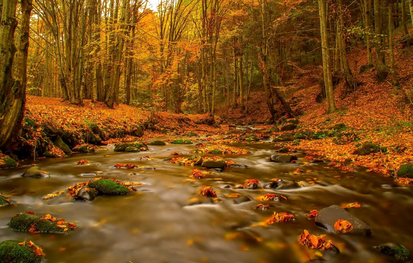 Photo wallpaper forest, river, autumn, leaves