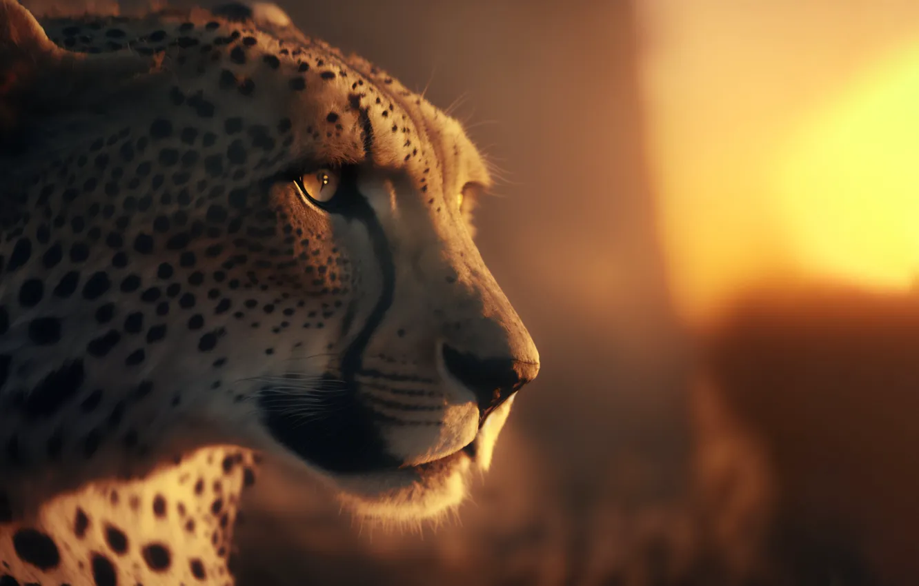 Photo wallpaper sunset, animal, predator, Cheetah, sunset, predator, bokeh, bokeh