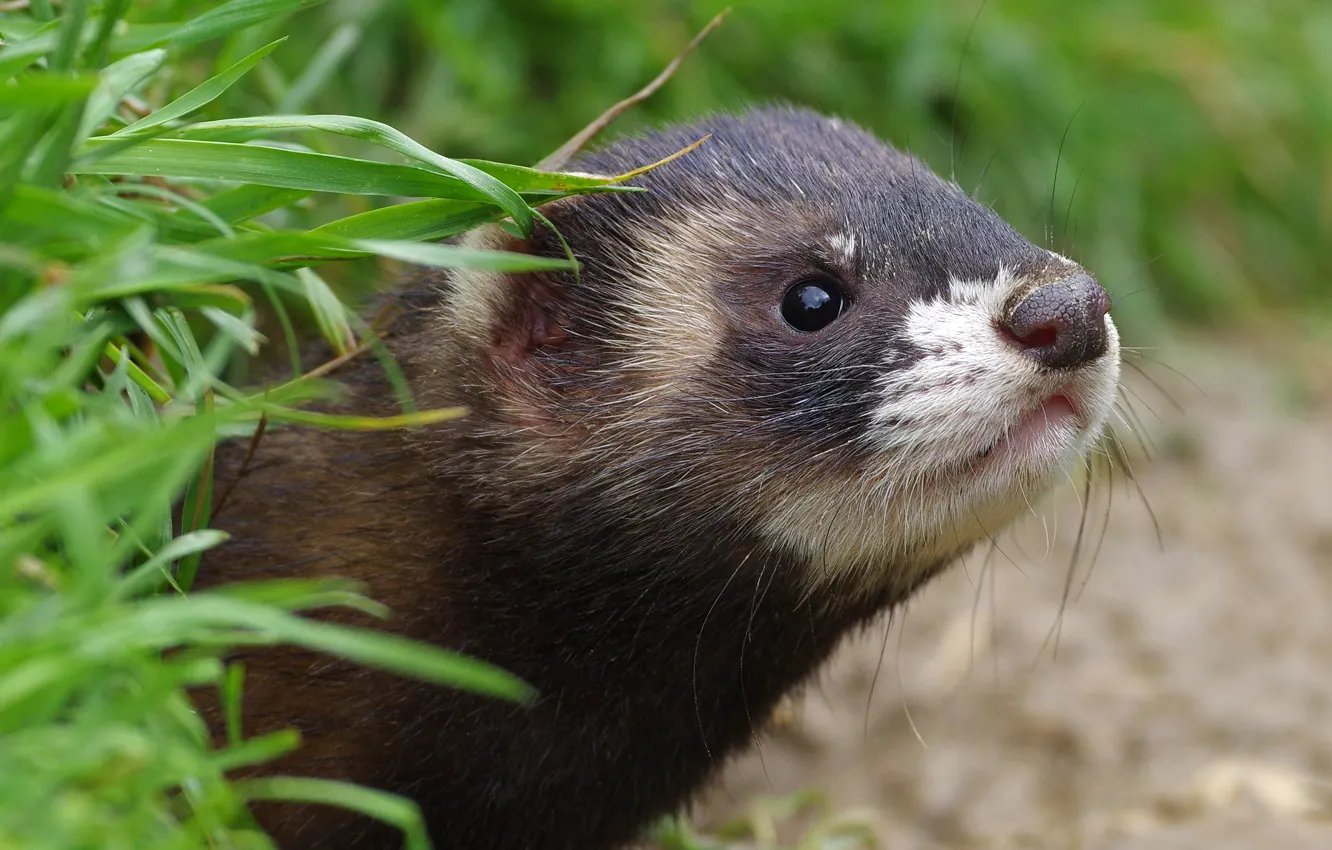 Photo wallpaper grass, look, portrait, face, ferret