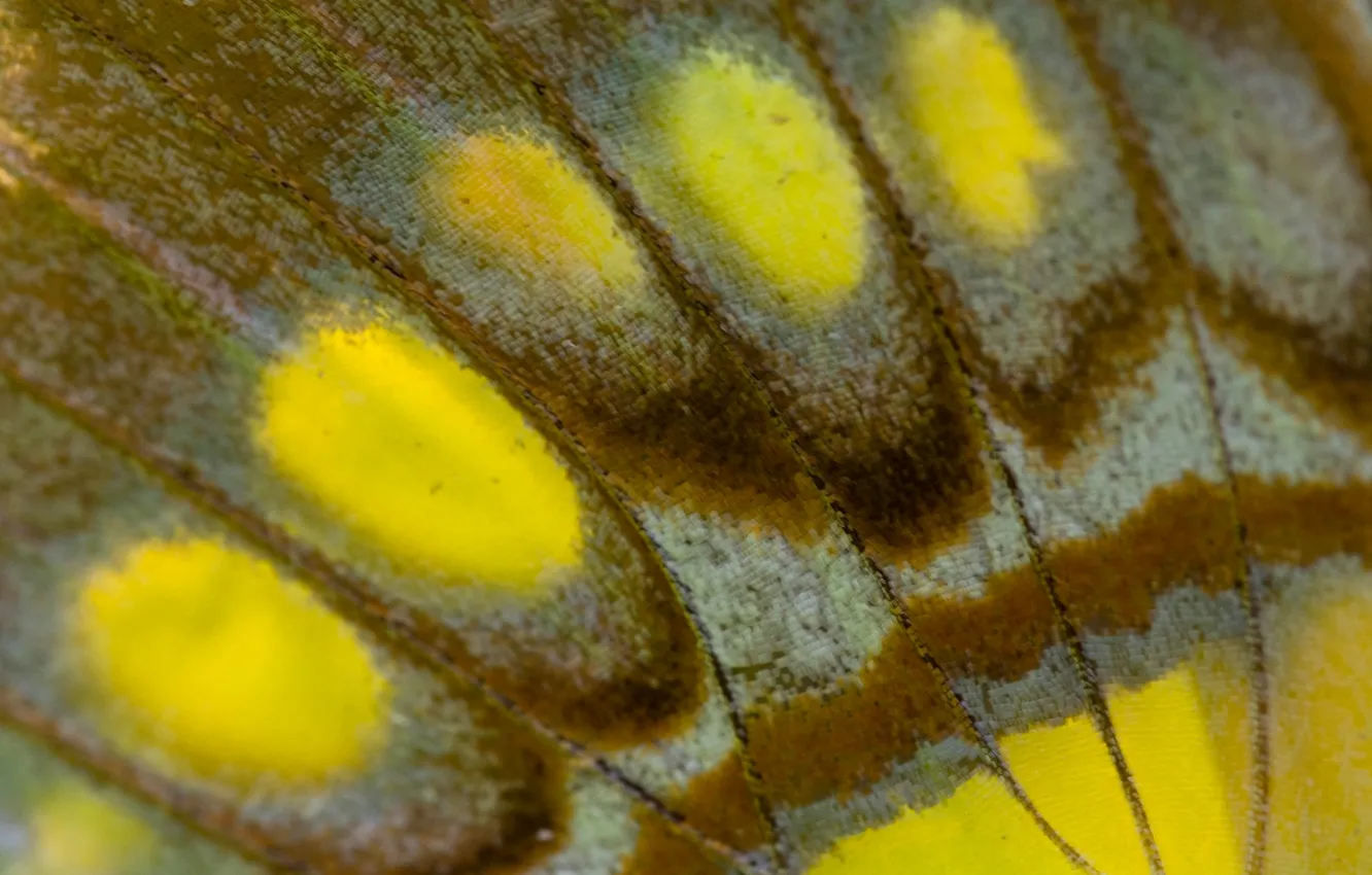 Photo wallpaper macro, butterfly, texture, wings, butterfly wing