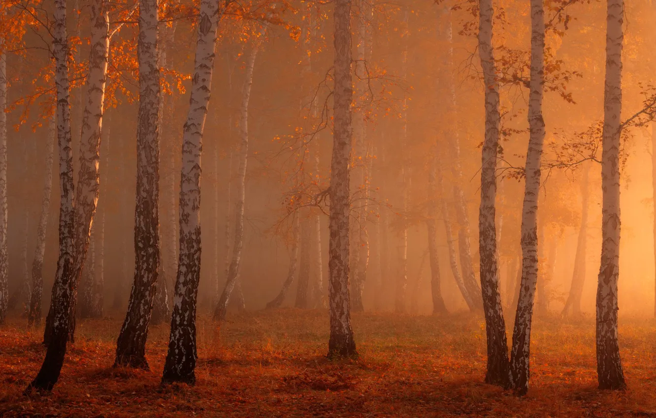 Photo wallpaper forest, fog, birch