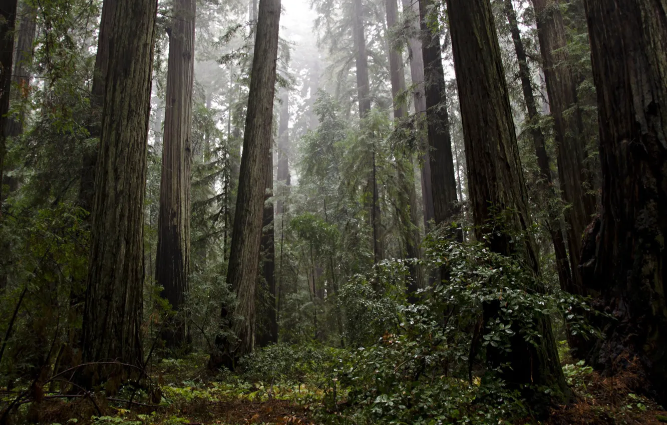 Photo wallpaper forest, trees, nature, USA, Redwood