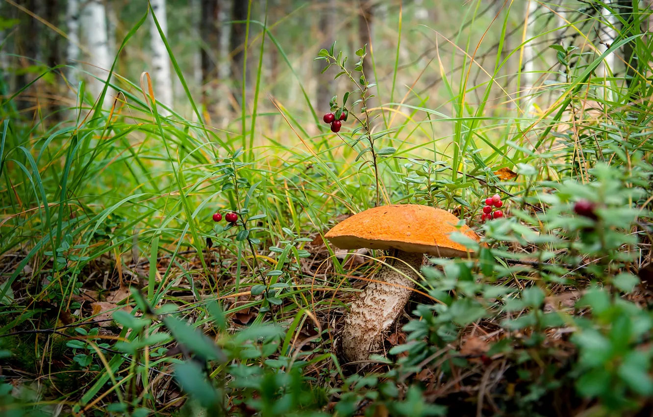 Photo wallpaper forest, grass, mushroom, boletus