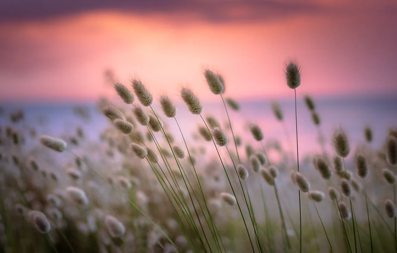 Photo wallpaper summer, landscape, bokeh