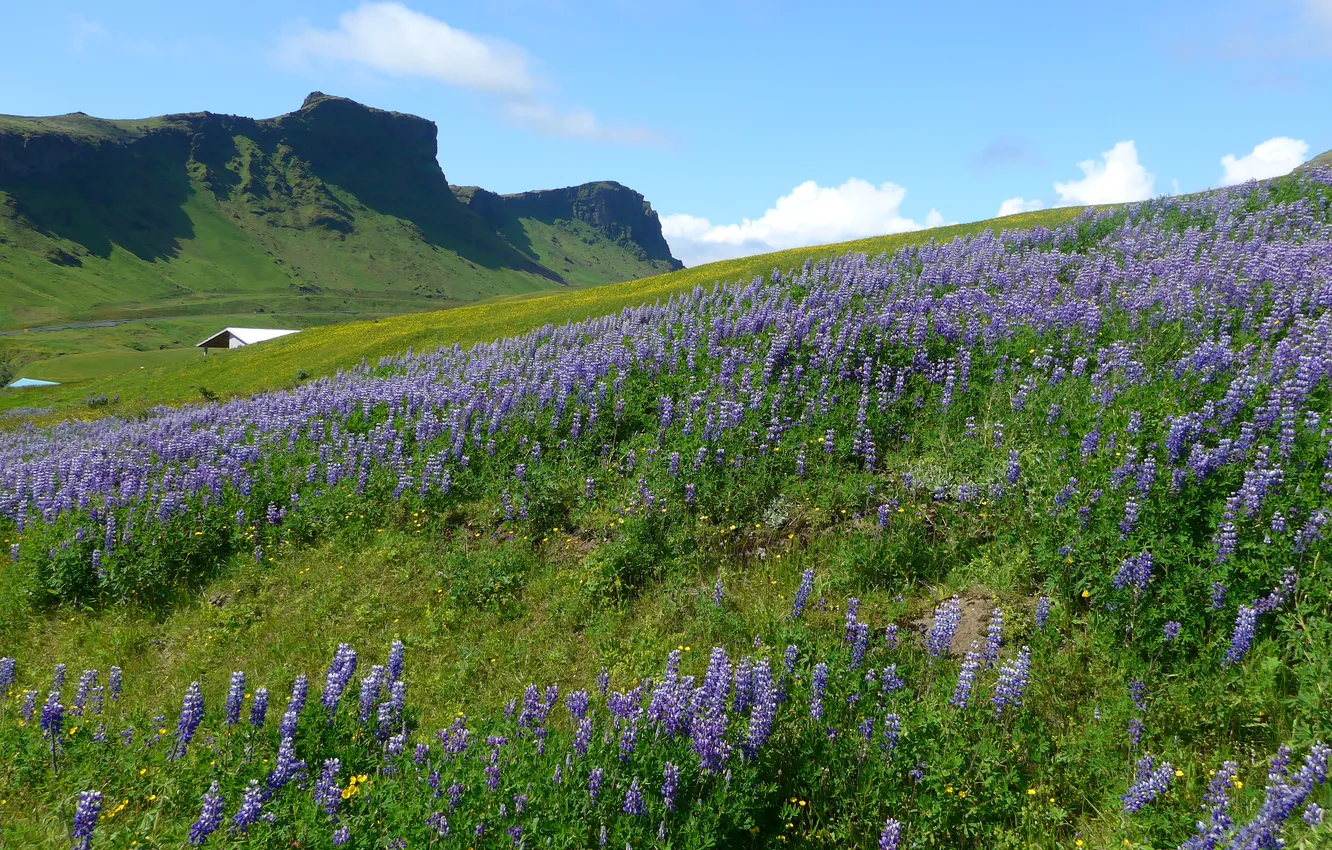 Photo wallpaper greens, field, summer, the sky, clouds, flowers, mountains, slope