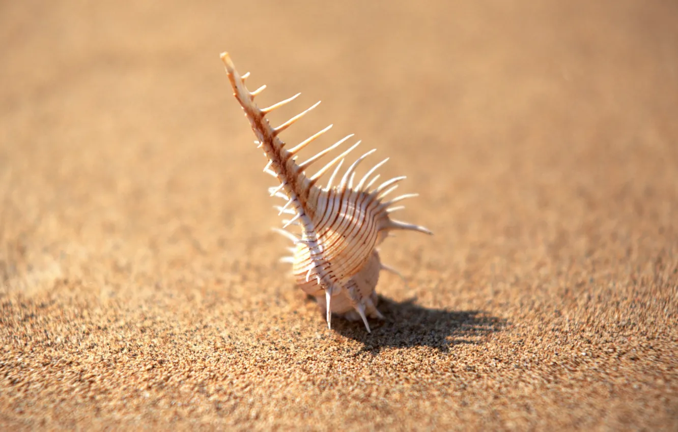 Photo wallpaper sand, needles, minimalism, focus, shell