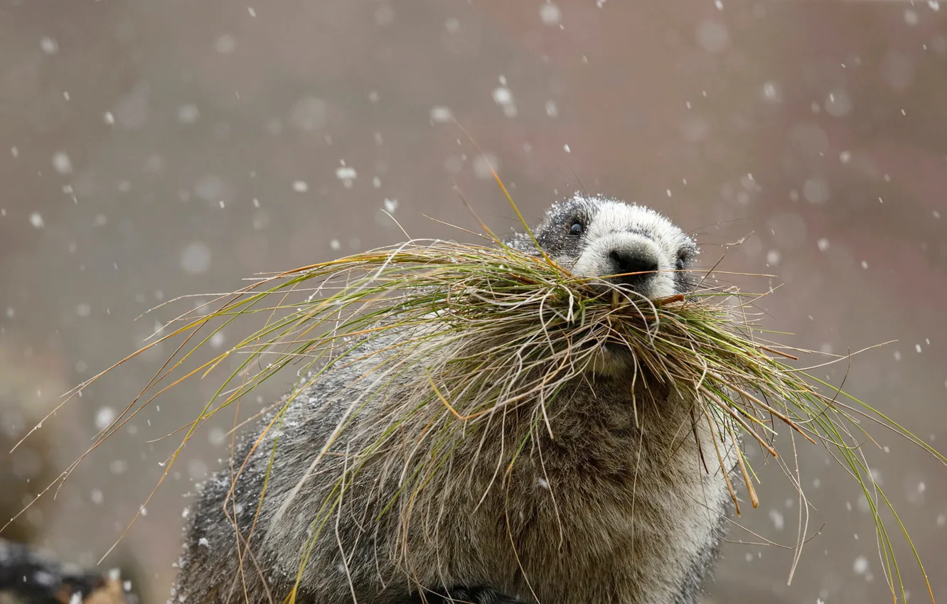 Photo wallpaper grass, Alaska, USA, Denali National Park, rodent, hoary marmot
