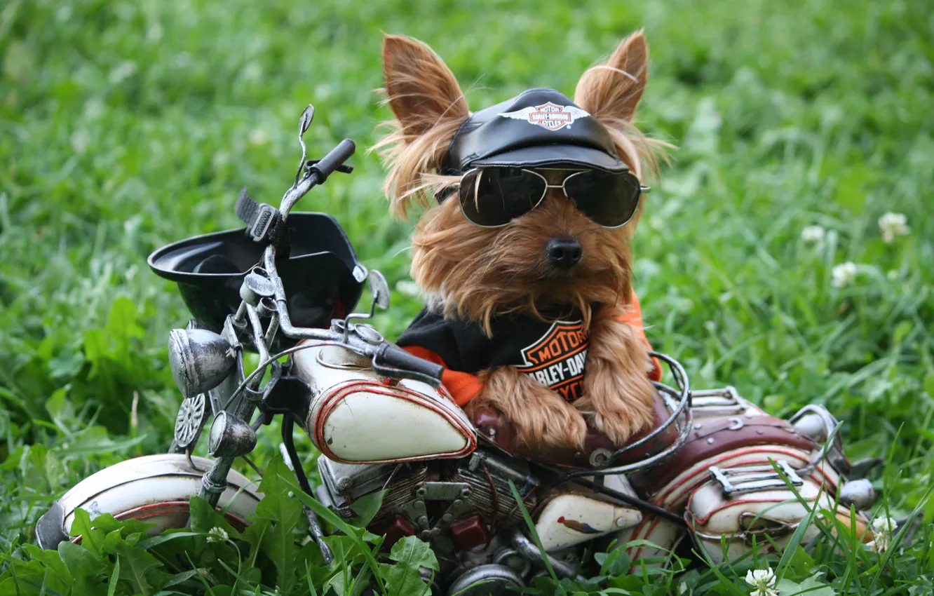 Photo wallpaper grass, dog, humor, glasses, t-shirt, motorcycle, cap, Harley-Davidson