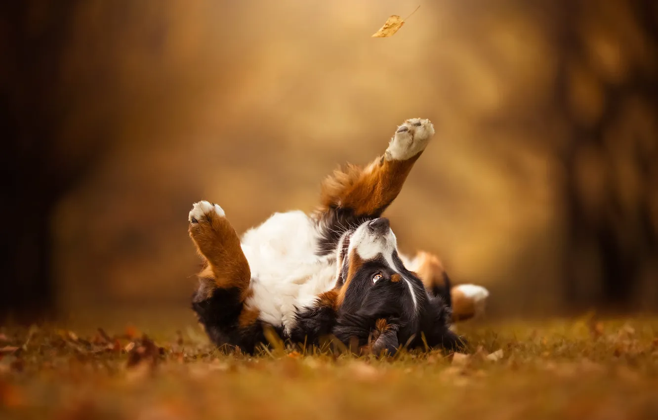 Photo wallpaper autumn, look, leaves, pose, Park, background, glade, the game