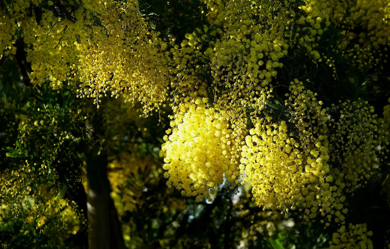 Photo wallpaper light, trees, flowers, branch, spring, yellow, shadows, flowering
