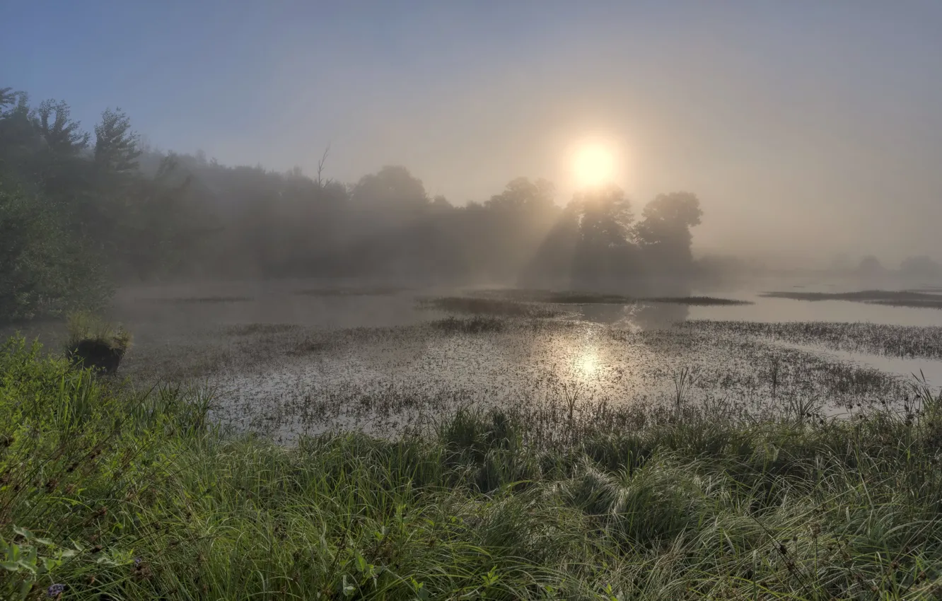 Photo wallpaper forest, summer, grass, the sun, light, fog, lake, dawn